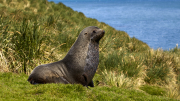 South Georgia - Fortuna Bay