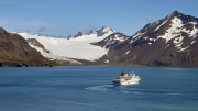 South Georgia - Fortuna Bay