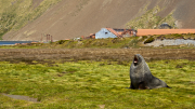 South Georgia - Stromness