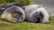 South Georgia - Grytviken