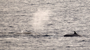 MS Hanseatic - South Georgia > Elephant Island