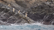 Elephant Island - Point Wild