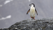 Elephant Island - Point Wild