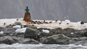 Elephant Island - Point Wild