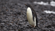 Antarctic Sound - Paulet Island