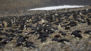 Antarctic Sound - Paulet Island