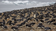 Antarctic Sound - Paulet Island