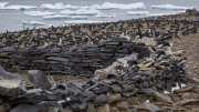 Antarctic Sound - Paulet Island