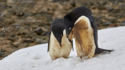 Antarctic Sound - Paulet Island