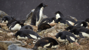 Antarctic Sound - Paulet Island