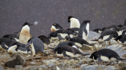 Antarctic Sound - Paulet Island