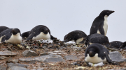 Antarctic Sound - Paulet Island