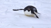 Antarctic Sound - Paulet Island