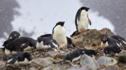 Antarctic Sound - Paulet Island