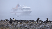 Antarctic Sound - Paulet Island