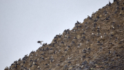 Antarctic Sound - Paulet Island