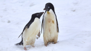 Antarctic Sound - Paulet Island