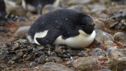 Antarctic Sound - Paulet Island