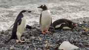 South Shetland - Half Moon Island