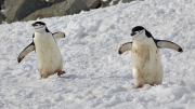 Antarctic Sound - Paulet Island