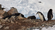 South Shetland - Half Moon Island