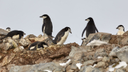 South Shetland - Half Moon Island