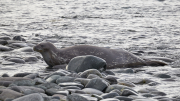 South Shetland - Half Moon Island