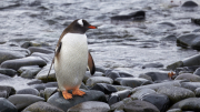 South Shetland - Half Moon Island