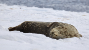 South Shetland - Half Moon Island