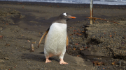 South Shetland - Deception Island