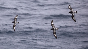 Drake Passage